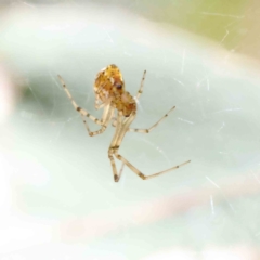 Theridion sp. (genus) at O'Connor, ACT - 28 Jan 2023