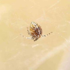 Theridion sp. (genus) at O'Connor, ACT - 28 Jan 2023 11:09 AM