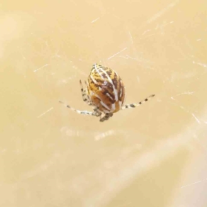 Theridion sp. (genus) at O'Connor, ACT - 28 Jan 2023