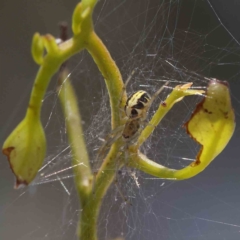 Phonognatha graeffei (Leaf Curling Spider) at Dryandra St Woodland - 28 Jan 2023 by ConBoekel