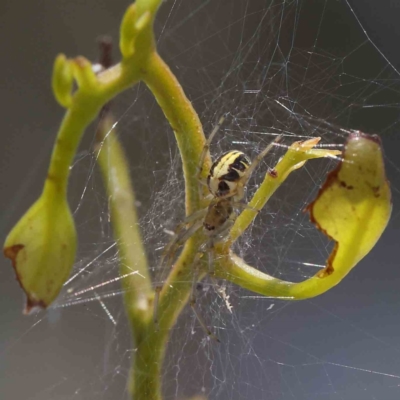Phonognatha graeffei (Leaf Curling Spider) at Dryandra St Woodland - 28 Jan 2023 by ConBoekel