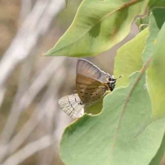 Jalmenus ictinus (Stencilled Hairstreak) at Dryandra St Woodland - 28 Jan 2023 by ConBoekel