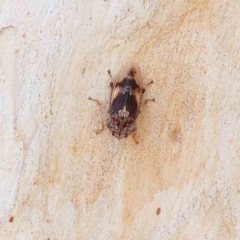 Stenocotis depressa (Leafhopper) at Dryandra St Woodland - 28 Jan 2023 by ConBoekel