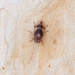 Stenocotis depressa at O'Connor, ACT - 28 Jan 2023