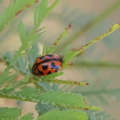 Peltoschema oceanica (Oceanica leaf beetle) at Dryandra St Woodland - 28 Jan 2023 by ConBoekel