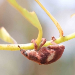 Gonipterus pulverulentus (Eucalyptus weevil) at Dryandra St Woodland - 28 Jan 2023 by ConBoekel