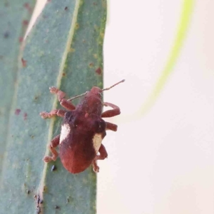 Gonipterus pulverulentus at O'Connor, ACT - 28 Jan 2023 11:12 AM