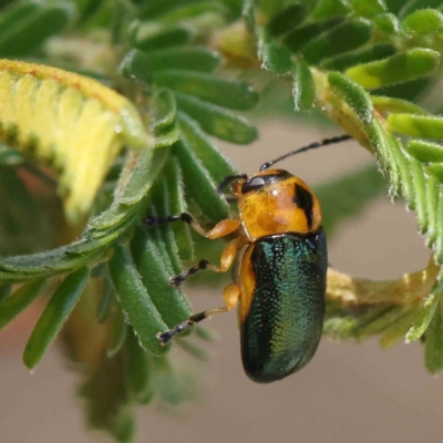 Aporocera (Aporocera) consors (A leaf beetle) at Dryandra St Woodland - 28 Jan 2023 by ConBoekel
