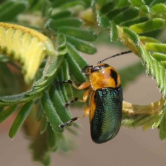 Aporocera (Aporocera) consors (A leaf beetle) at O'Connor, ACT - 28 Jan 2023 by ConBoekel