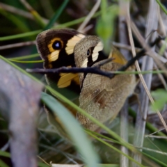 Heteronympha merope (Common Brown Butterfly) at Namadgi National Park - 4 Feb 2023 by KorinneM