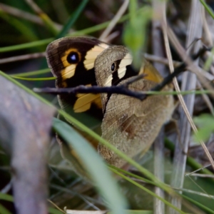 Heteronympha merope at Cotter River, ACT - 4 Feb 2023