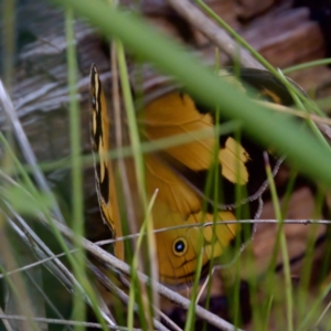 Heteronympha merope at Cotter River, ACT - 4 Feb 2023