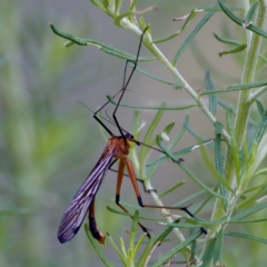 Harpobittacus australis (Hangingfly) at Namadgi National Park - 4 Feb 2023 by KorinneM