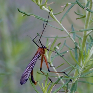 Harpobittacus australis at Cotter River, ACT - 4 Feb 2023 03:58 PM