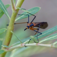 Harpobittacus australis at Cotter River, ACT - 4 Feb 2023