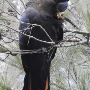 Calyptorhynchus lathami lathami at Woodlands, NSW - suppressed