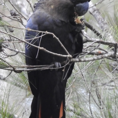 Calyptorhynchus lathami lathami (Glossy Black-Cockatoo) at Woodlands - 17 May 2023 by GlossyGal