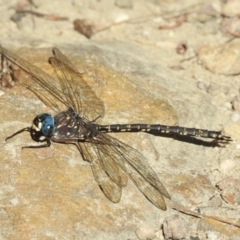 Austroaeschna obscura (Sydney Mountain Darner) at Woodlands - 18 May 2023 by GlossyGal