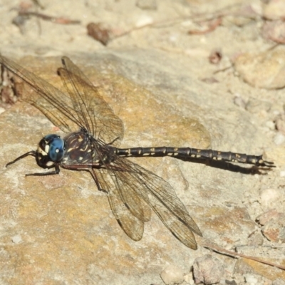 Austroaeschna obscura (Sydney Mountain Darner) at Wingecarribee Local Government Area - 18 May 2023 by GlossyGal