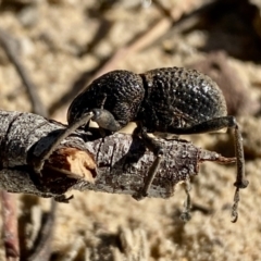 Aterpodes sp. (genus) at Jellore State Forest - 19 May 2023 by GlossyGal