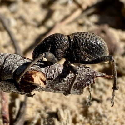 Unidentified Weevil (Curculionoidea) at Woodlands, NSW - 19 May 2023 by GlossyGal