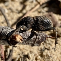 Unidentified Weevil (Curculionoidea) at Woodlands, NSW - 19 May 2023 by GlossyGal