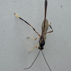 Ichneumonidae (family) (Unidentified ichneumon wasp) at QPRC LGA - 20 May 2023 by Steve_Bok
