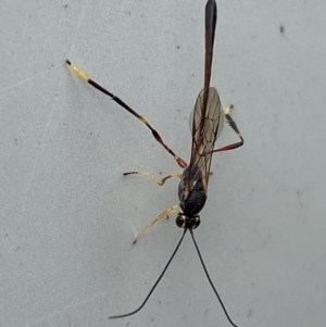 Ichneumonidae (family) at Jerrabomberra, NSW - 20 May 2023