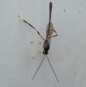 Ichneumonidae (family) at Jerrabomberra, NSW - 20 May 2023