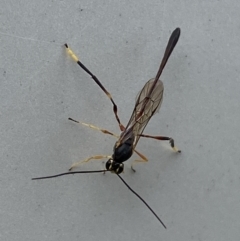 Ichneumonidae (family) at Jerrabomberra, NSW - 20 May 2023