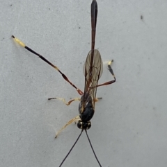 Ichneumonidae (family) at Jerrabomberra, NSW - suppressed