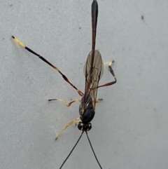 Ichneumonidae (family) at Jerrabomberra, NSW - 20 May 2023