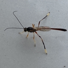 Ichneumonidae (family) at Jerrabomberra, NSW - 20 May 2023