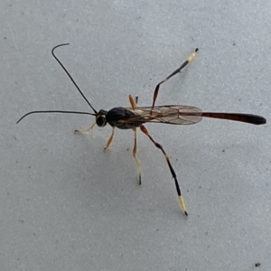 Ichneumonidae (family) at Jerrabomberra, NSW - 20 May 2023