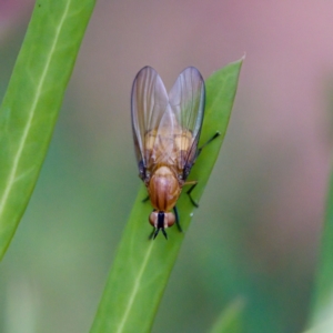 Sapromyza sp. (genus) at Cotter River, ACT - 4 Feb 2023