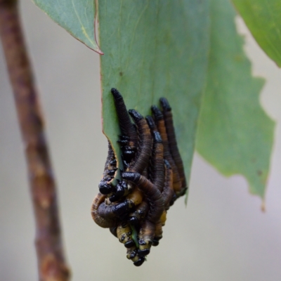 Perginae sp. (subfamily) (Unidentified pergine sawfly) at Cotter River, ACT - 4 Feb 2023 by KorinneM