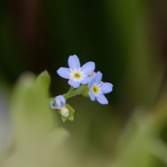 Myosotis laxa subsp. caespitosa (Water Forget-me-not) at Namadgi National Park - 4 Feb 2023 by KorinneM