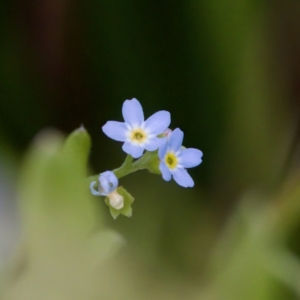 Myosotis laxa subsp. caespitosa at Namadgi National Park - 4 Feb 2023 04:02 PM