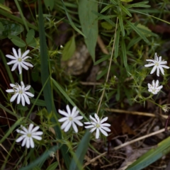 Stellaria pungens (Prickly Starwort) at Cotter River, ACT - 4 Feb 2023 by KorinneM