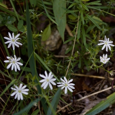 Stellaria pungens (Prickly Starwort) at Namadgi National Park - 4 Feb 2023 by KorinneM