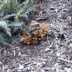 Armillaria sp. (A honey fungus) at Acton, ACT - 9 May 2023 by jessknight