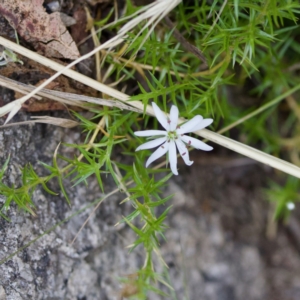 Stellaria pungens at Tennent, ACT - 4 Feb 2023