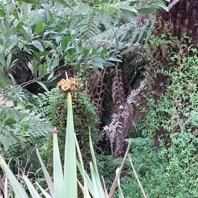 Unidentified Fungus at Acton, ACT - 9 May 2023 by jessknight