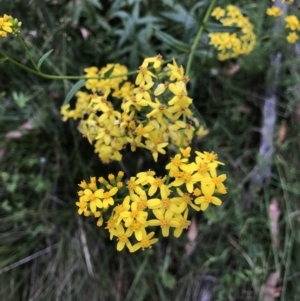 Senecio linearifolius var. latifolius at Cotter River, ACT - 4 Feb 2023 06:38 PM