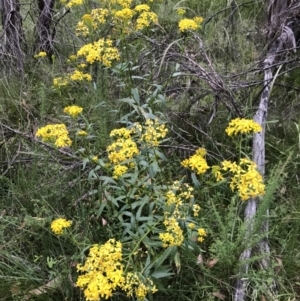 Senecio linearifolius var. latifolius at Cotter River, ACT - 4 Feb 2023 06:38 PM