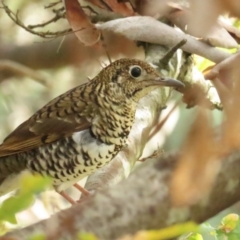 Zoothera lunulata (Bassian Thrush) at Coree, ACT - 20 May 2023 by BenW