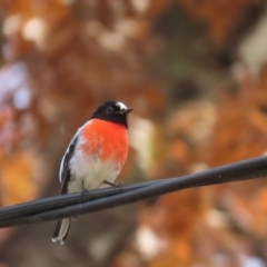 Petroica boodang (Scarlet Robin) at Cotter Reserve - 20 May 2023 by TomW