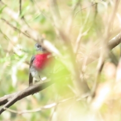 Petroica rosea (Rose Robin) at Paddys River, ACT - 20 May 2023 by BenW