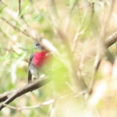 Petroica rosea (Rose Robin) at Cotter Reserve - 20 May 2023 by TomW