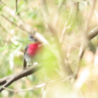 Petroica rosea (Rose Robin) at Paddys River, ACT - 20 May 2023 by TomW